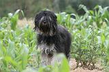 TERRIER DU TIBET 037
